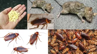 TWO IN ONE MAGIC | How To Get Rid of Mouse, Rats, Cockroach Permanently In a Natural Way |