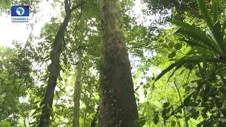 Eco@Africa: Africa's Tallest Tree Discovered In Tanzania