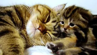 #shorts Mom Cat Talking to her Cute Meowing Kittens 20 min BONUS Video #Kitten #Kittens