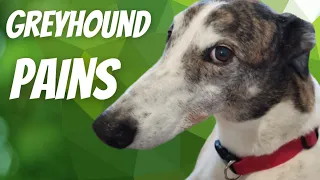 Greyhound Pains