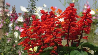 Salvia Flower | Salvia Plant Care | Grow Salvias Easily