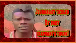 Journalist Tickled | Baby | Elephant's Trunk