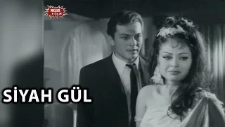 Siyah Gül (1966) - Türkan Şoray & Kartal Tibet - Tek Parça İzle