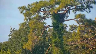 4/24/2024~Eaglle Country~8:27:17 Swampy Fledged!!!  84 Days Old