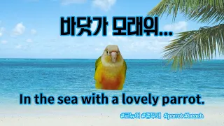 사랑스런 앵무새망고와 바닷가에서. In the sea with a lovely parrot.