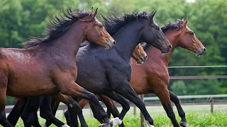 Vienna - Schooling