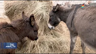 🥛LAPTELE DE MĂGĂRIȚĂ - LEAC