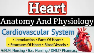 Heart anatomy and physiology // Cardiovascular system anatomy and physiology lecture