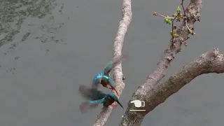 Common Kingfisher's  Unsuccessful Courtship Feeding