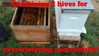 🔵Combining mating nucs (paper method) for better wintering odds!