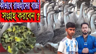 কীভাবে রাজহাঁসের বাচ্চাঁ সংগ্রহ করবেন ? bangla khamar """duck farming bangladesh"""