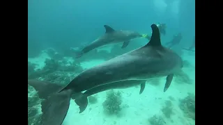 Dolphin house,Shaab el erg, Red Sea April 2022