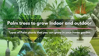 Palm trees to grow Indoor and outdoor | Types of Palm plants that you can grow in your home garden