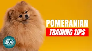 How to Train Your Pomeranian | Best Pomeranian Puppy Training Tips