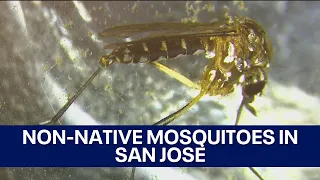 Dangerous, non-native mosquito species spreading in San Jose