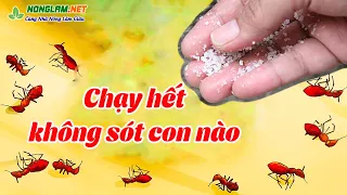 15 Mẹo Đuổi Kiến Ra Khỏi Nhà Ngay Lập Tức, Không Con Nào Dám Vào Lại Nữa