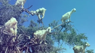 CABRAS EN LOS ÁRBOLES