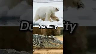 Polar Bear VS Saltwater Crocodile #animals #wildlife #shorts