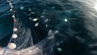 Kawan gian trevally memutih di jaring!