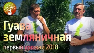 Гуава земляничная пробуем плоды