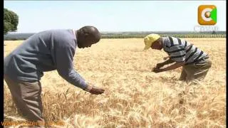 Wheat Farmers in Narok
