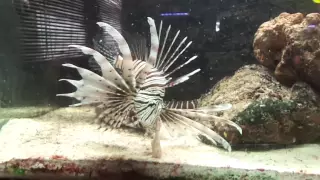 Volitan Lionfish vs Zebra Eel in predator tank