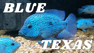 Blue Texas Cichlid (H. Carpintis) - Compilation