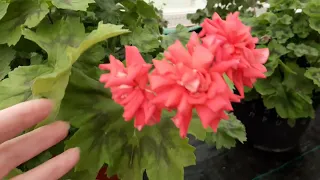 Цветение зонартиковых гибридов(новинки и "старички"😍😍😍🌺🌺🌺