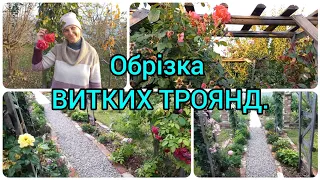 Осіння Обрізка ВИТКИХ ТРОЯНД🌹#україномовнийютуб#осінняобрізкавиткихтроянд#формовкатроянд#обрезкароз