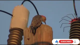 Animals Getting Shocked by Electricity Videos Compilation Dangerous High Voltages Horrifying Sounds