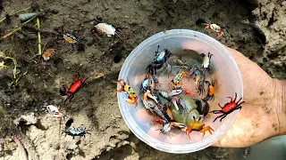 DISINI AKU MENEMUKAN BANYAK KEPITING WARNA WARNI