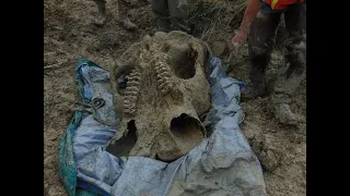 Nearly Complete Mastodon Skeleton Found In Michigan