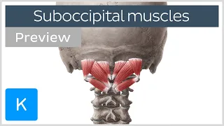 Overview of the suboccipital muscles (preview) - Human Anatomy | Kenhub
