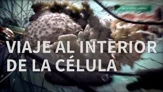 ¿Que hay en el interior de una célula?