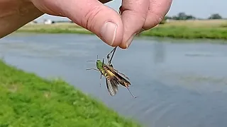 GRASSHOPPER BAIT ON A 13 FOOT PANFISH POLE