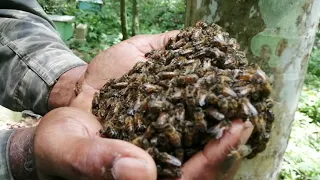 Como capturar un pequeño enjambre de abejas y qué hacer con él.