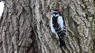 Downy woodpecker drumming