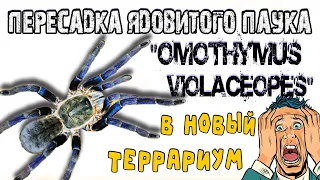 ТЕРРАРИУМ ДЛЯ ПТИЦЕЕДА "Omothymus violaceopes"