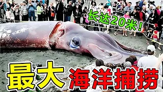 人类捕获到“最庞大”的10种海洋生物，日本人意外捕获20米长的生物，导致9.0级大地震#世界之最 #世界之最top #top10 #腦洞大開 #地球最top #動物 #非洲 #前10名