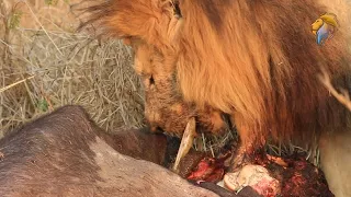 Lion Pulls Buffalo's Guts Out and Eats It!!