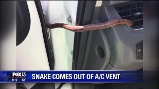Snake slithers from vent in Florida woman's car
