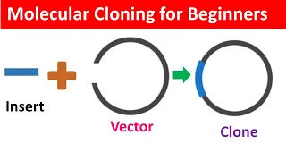 Molecular Cloning for Beginners: Definition, Workflow and Application