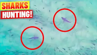 Two Sharks Spotted Hunting Off Sydney Beach - COOL Drone Footage