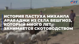 История пастуха Михаила Арабаджи из села Бешгиоз, который много лет занимается скотоводством