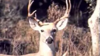 Texas Hunting Regulations: Antler Restrictions