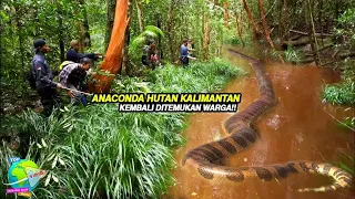 Warga Kembali Merekam Penampakan Piton Raksasa Seukuran Anaconda di Sungai Kalimantan!! Besar Banget