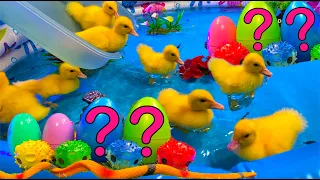 Colorful Aquarium | Baby Ducks Ducklings, Frog, Snake, Koi Fish - cute baby animals videos