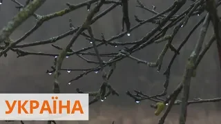 Температурне диво: вперше за 140 років в Києві не було зими