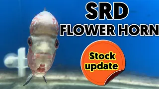 62 #Flowerhorn fish stock update || #SRD_Flowerhorn || Monster kok Flower horn || #importedfish