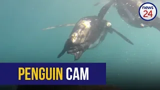 WATCH: The secret lives of penguins at sea revealed